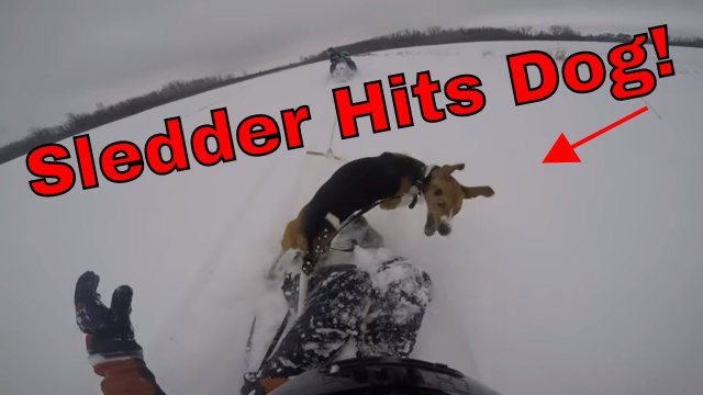 SLEDDER HITS DOG While Being Pulled Behind the Snowmobile! (Dog Sends It!)