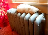 Cats Sleep In Weird Places best Funny