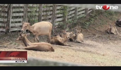 Rusa Sambar, Rusa Asli Kalimantan Timur
