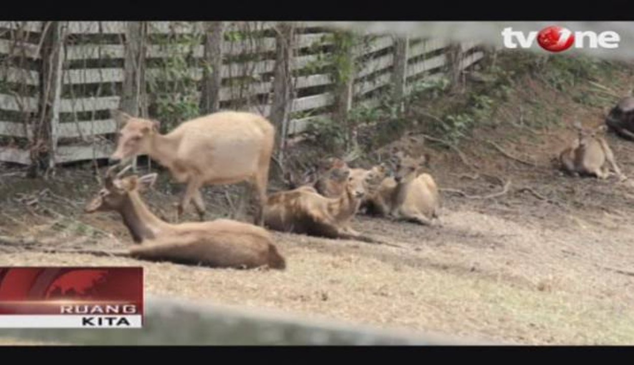 Rusa Sambar, Rusa Asli Kalimantan Timur