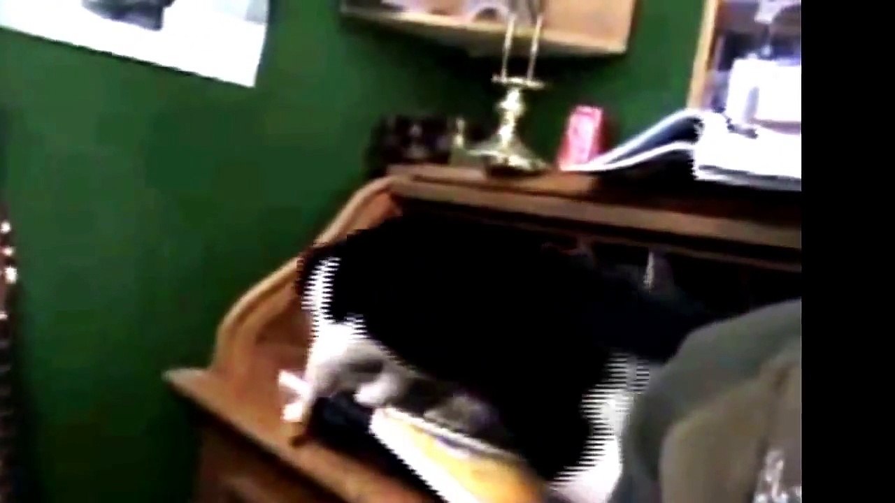 funny cat compilation