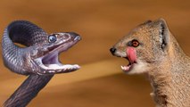 snake vs mongoose fight to death | Mongoose Attack and killing Black Mamba Snake - amazing animal fighting scense