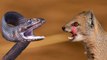 snake vs mongoose fight to death | Mongoose Attack and killing Black Mamba Snake - amazing animal fighting scense