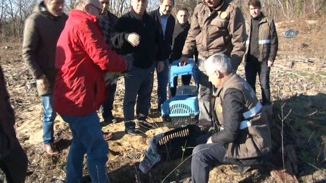 Tedavi edilen yırtıcı kuşlar doğaya salındı