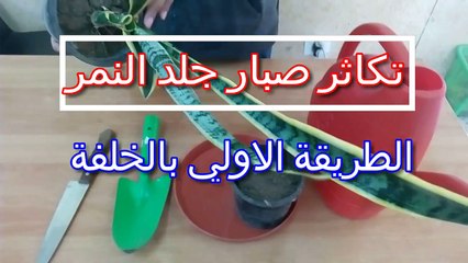 اسهل الطرق لزراعة صبارجلد النمر فى المنزل