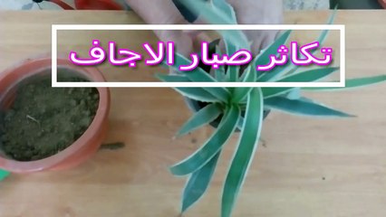 اسهل طريقة لتكاثر صبار الاجاف فى المنزل