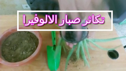 اسهل طريقة لتكاثر صبار الالوفيرا فى المنزل
