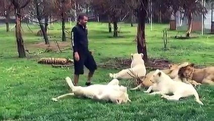 مدرب الأسود الشهير قلب من حجر