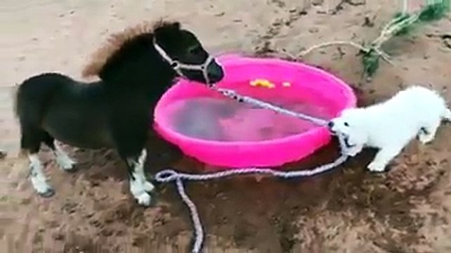 أروع وأجمل فيديو عن الصداقة لن تصدق ما ستراه روعة