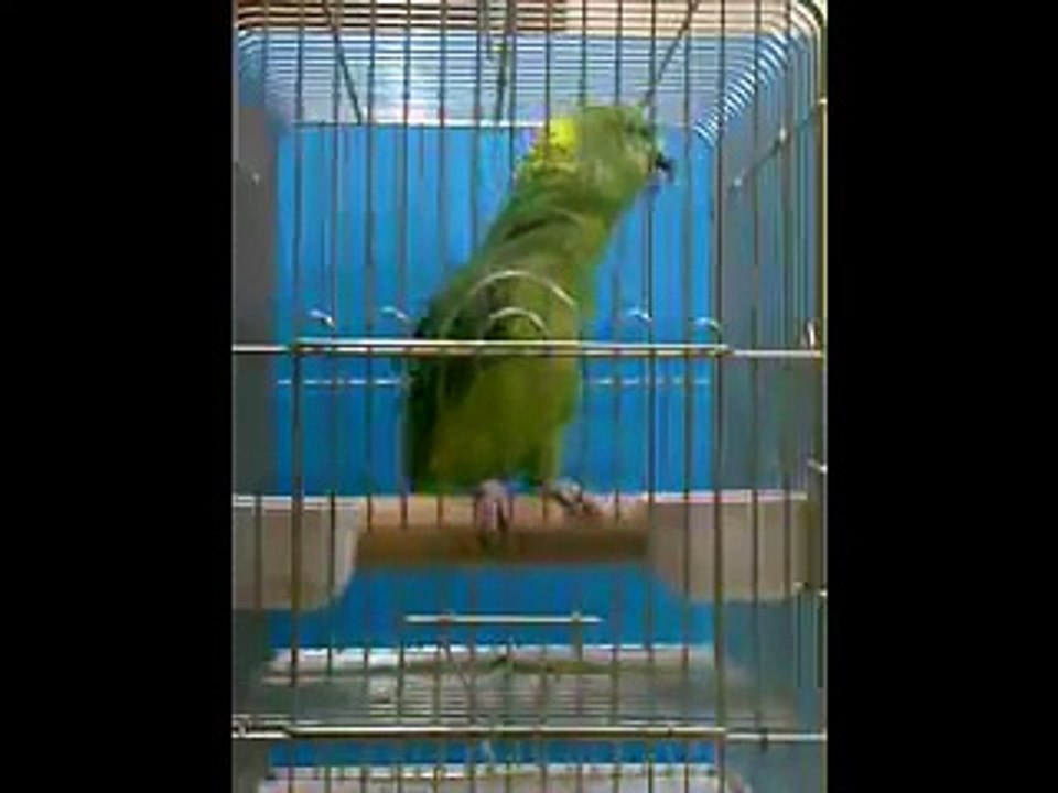 سبحان الله ببغاء يتلو قرأن كريم سبحان الخالق