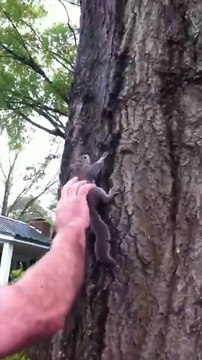 Il relache un écureuil sur un arbre mais ne s'attendez pas à ça... Adieu!!!