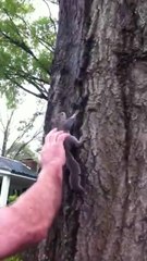 Il relache un écureuil sur un arbre mais ne s'attendez pas à ça... Adieu!!!