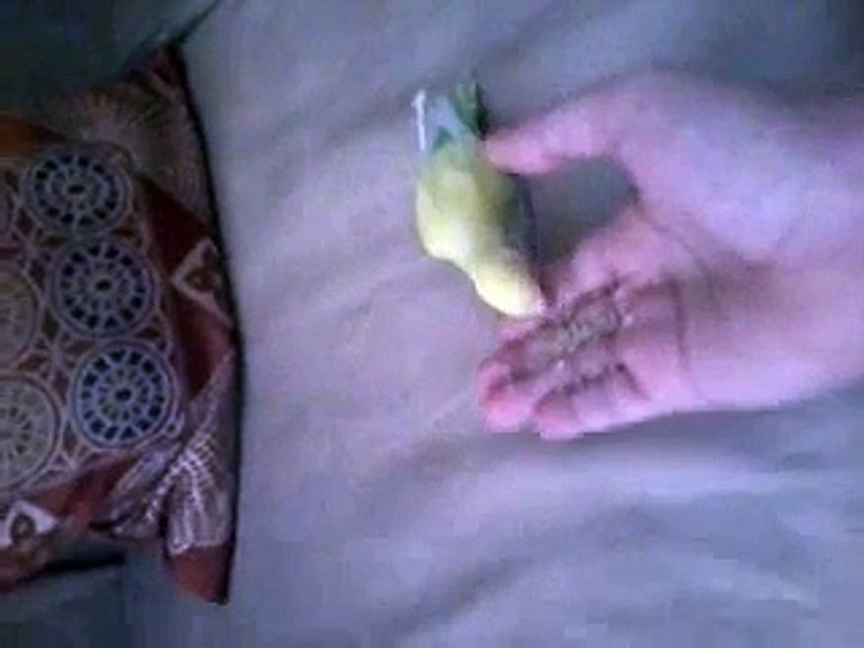 my nice bird  TouTou