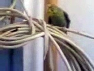 ️سبحان من زرع الرحمة في قلوب هذه الكائنات