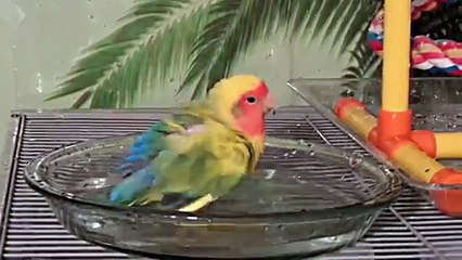 أجمل طائر يسبح ●Love Birds Take a Bath ●