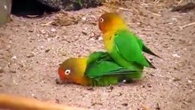 أحلى و أروع تزاوج طيور الحب الجميله  Love Bird