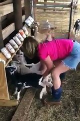 طريقة مدهشة لإرضاع صغار الغنم مشاء الله