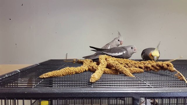 Un jeune cacatoès apprend à manger par lui-meme pour la 1ere fois