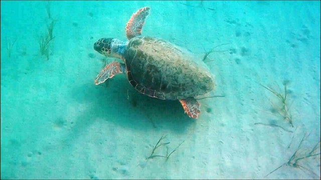 Turtle in Zakynthos (Zante)