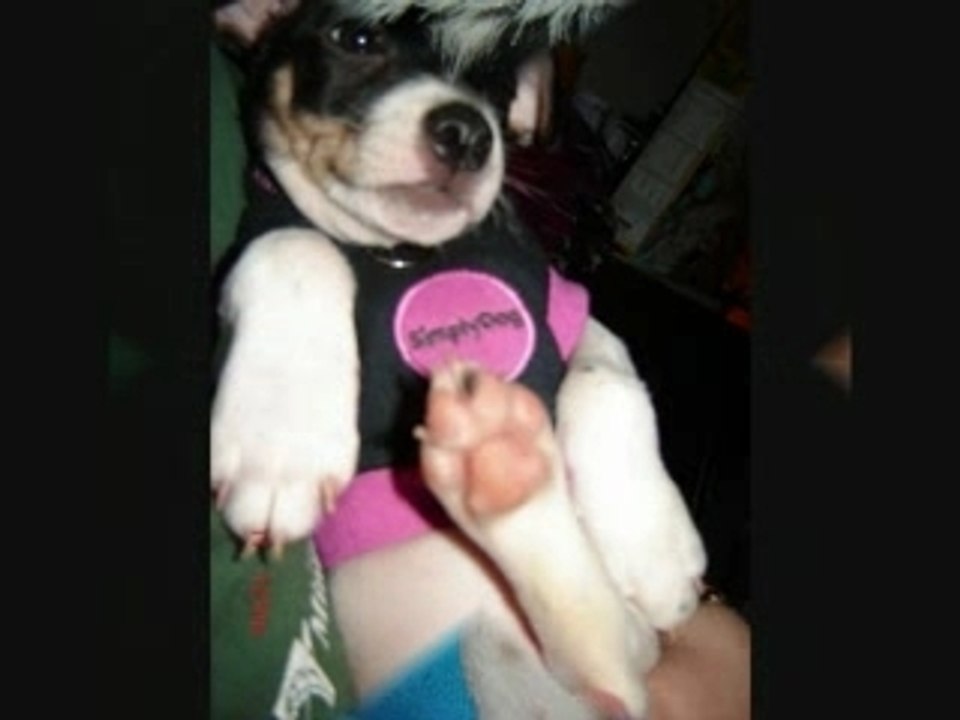 Gangsta's Puppydise