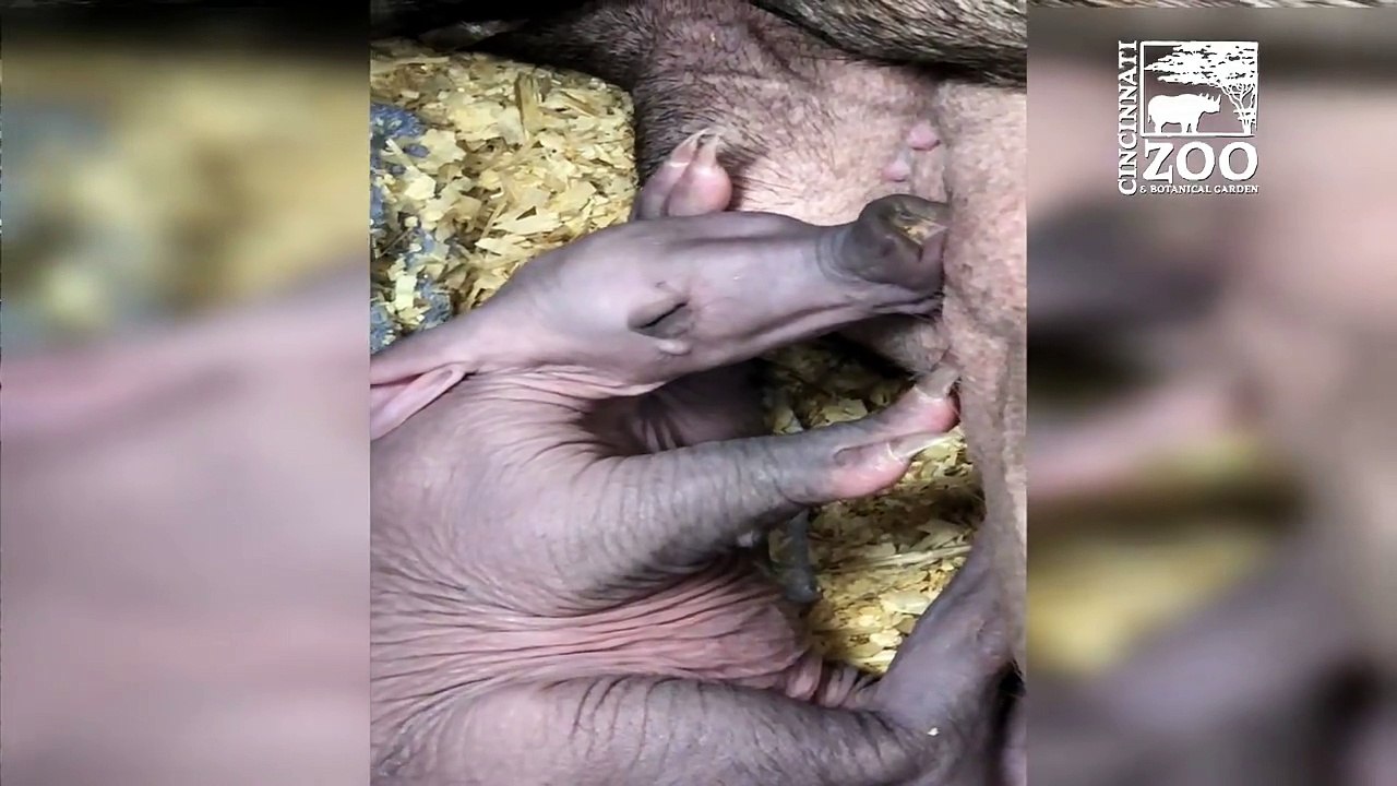 Nothing is cuter than our aadorable baby aardvark scratching his belly!