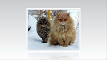 Siberian cats - Big cats come from Russia
