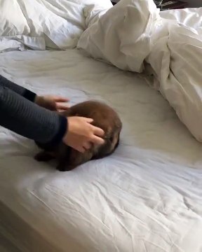 Quand ton lapin veut à tout prix rester sur le lit