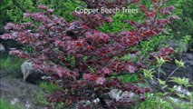 Copper Beech Trees....HH Farm Fountainville Pa
