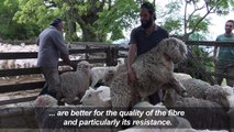 Uruguayan wool coveted by European manufacturers