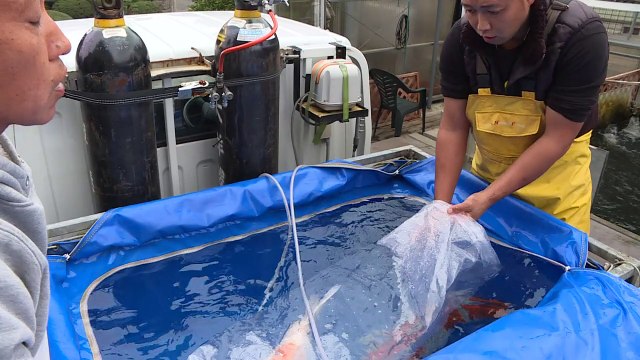 Koi story: priceless Japanese fish make a splash