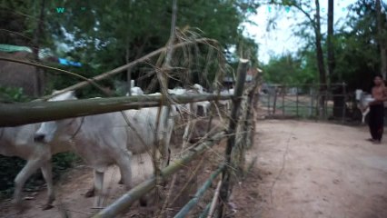 Happy Cows front home Cambodia Khmer Village People Talking