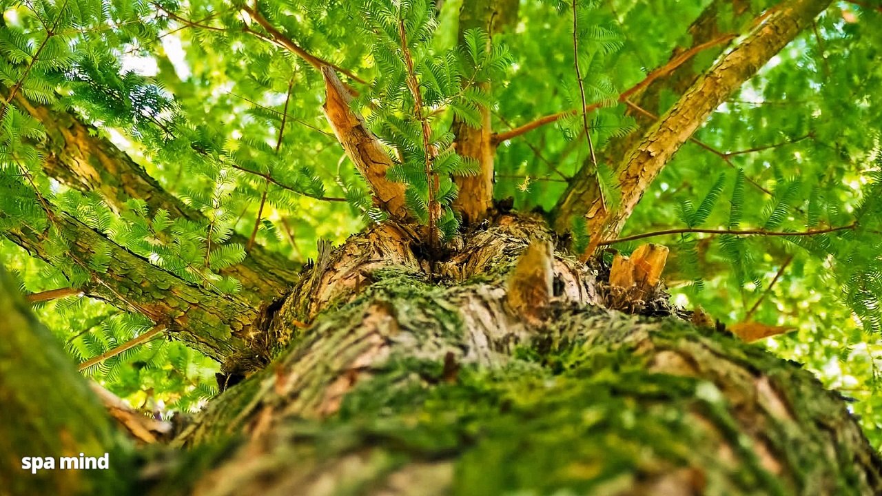 Forest sounds, relaxing noise: birds sing, insects and trees ⛰