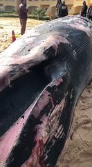 قارئ يشارك بفيديو للحوت النافق بمنطقة رشدى فى الإسكندرية