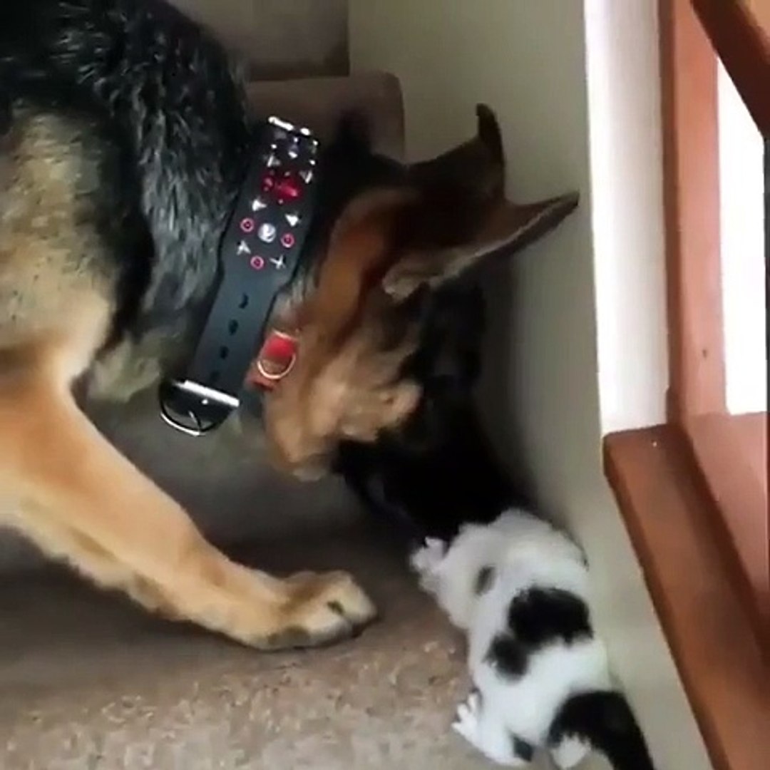 Ce Gros Chien Joue Avec Un Petit Chaton Il Va Le Croquer