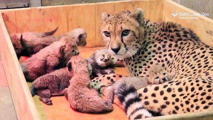 8 bébés guépard au Zoo de St louis