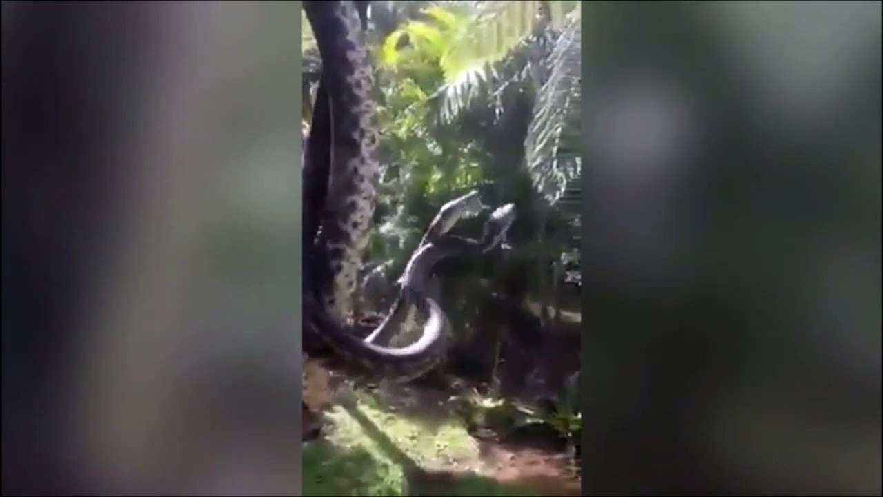 Quand tu ne peux pas ouvrir la fenetre à cause des serpents