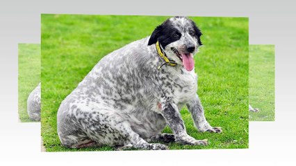 Top most fat dogs in the world. Weird dogs !