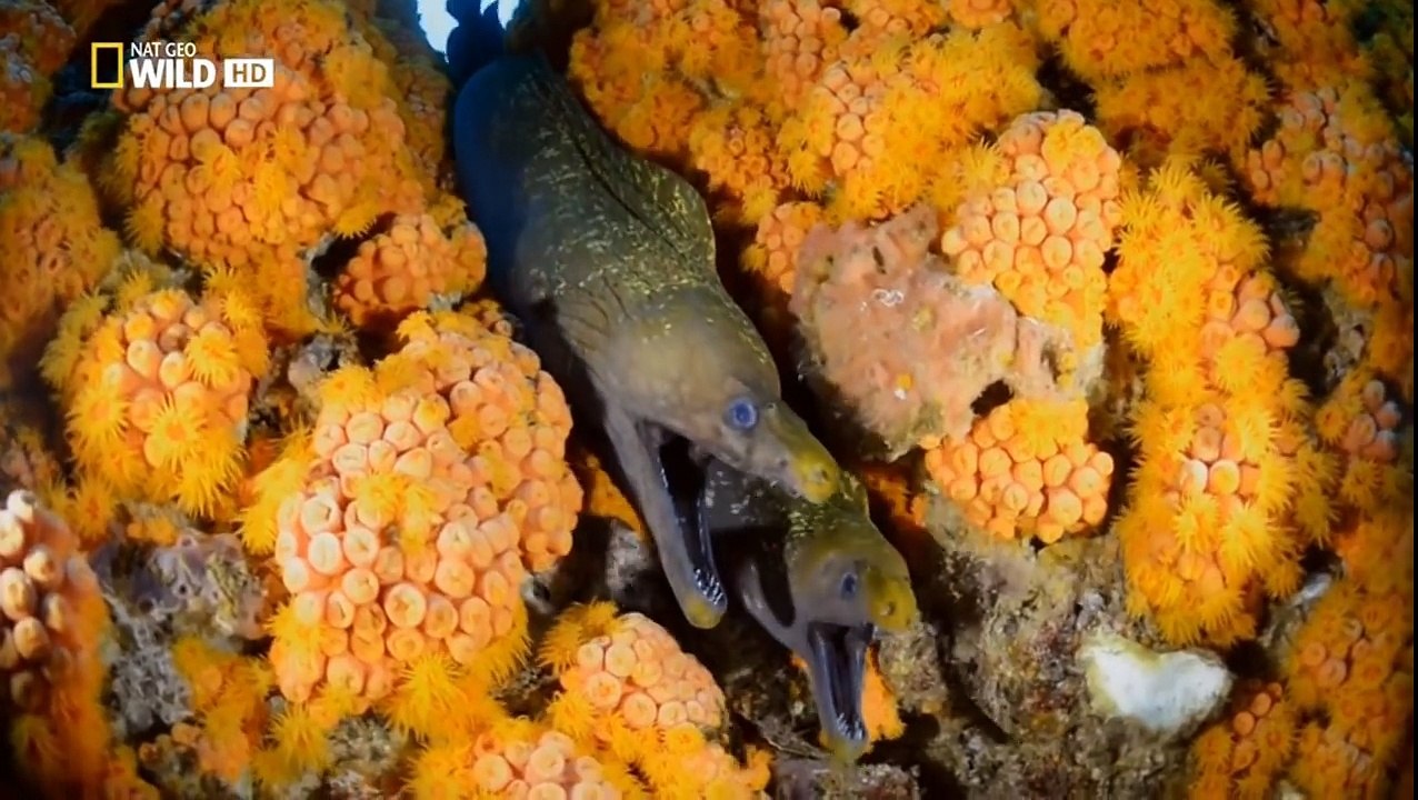 WILD GABÓN -  Documental Nat Geo Wild 2018