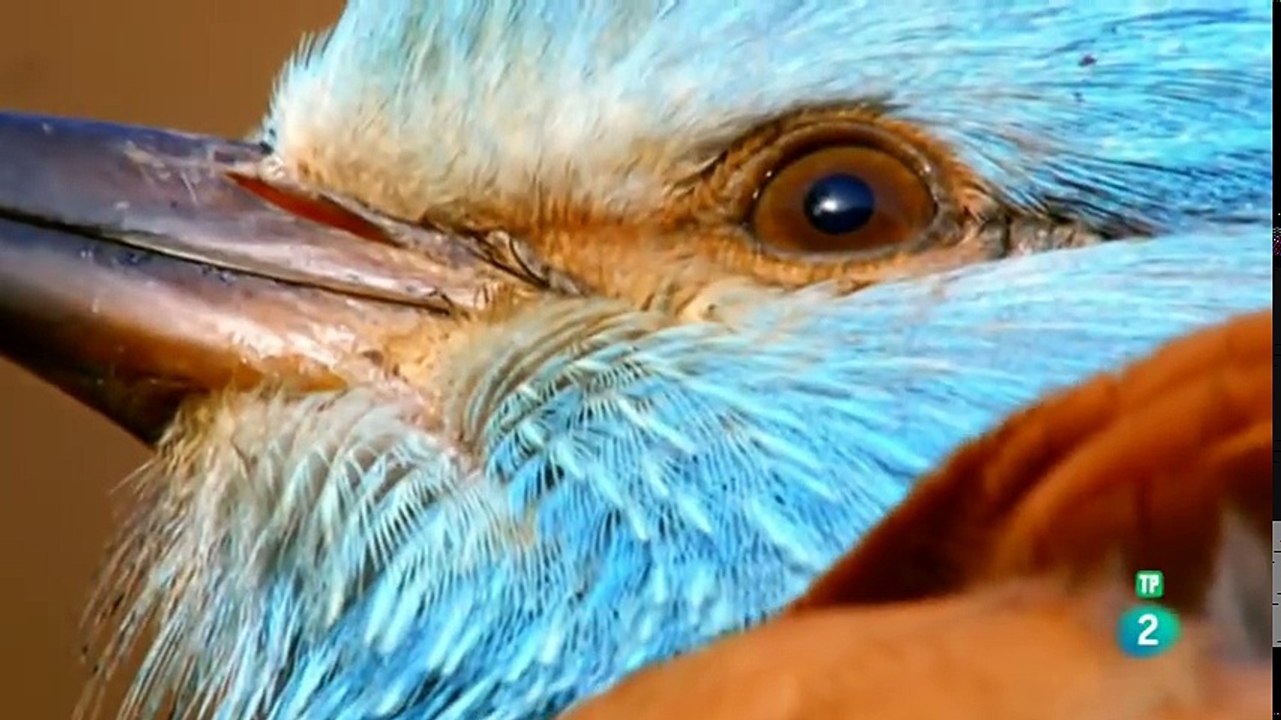 TIAN SHAN: TIERRA DE OSOS Y CABALLOS - Documentales 2018