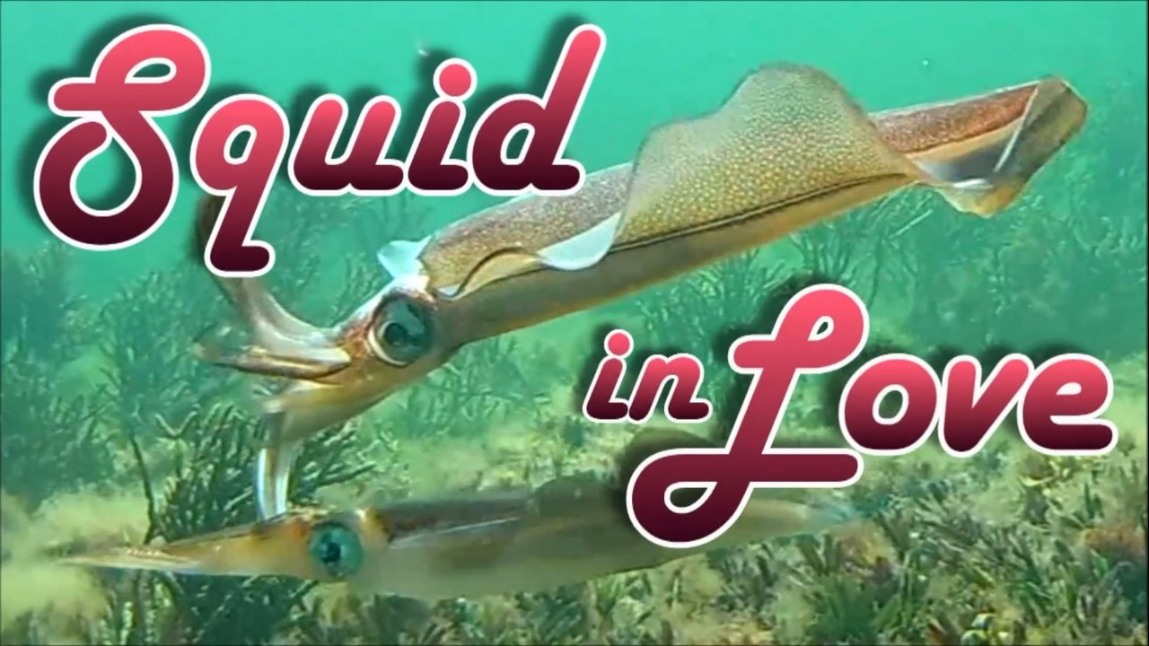 Squid in Love_ Rarely seen Footage of Ritual Courtship and Mating