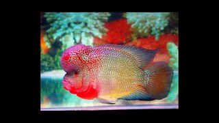The beautiful flowerhorn fishes.