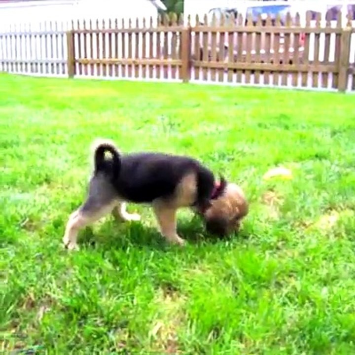 Cats vs Dogs.. The battle that will never stop being funny 
