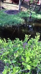 man fights with tiger after drinking wine