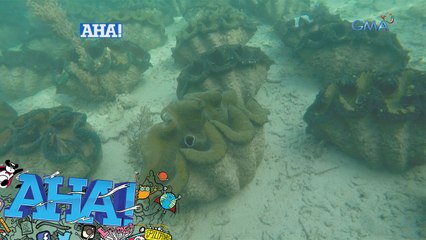 AHA!: The giant clams of Bolinao, Pangasinan
