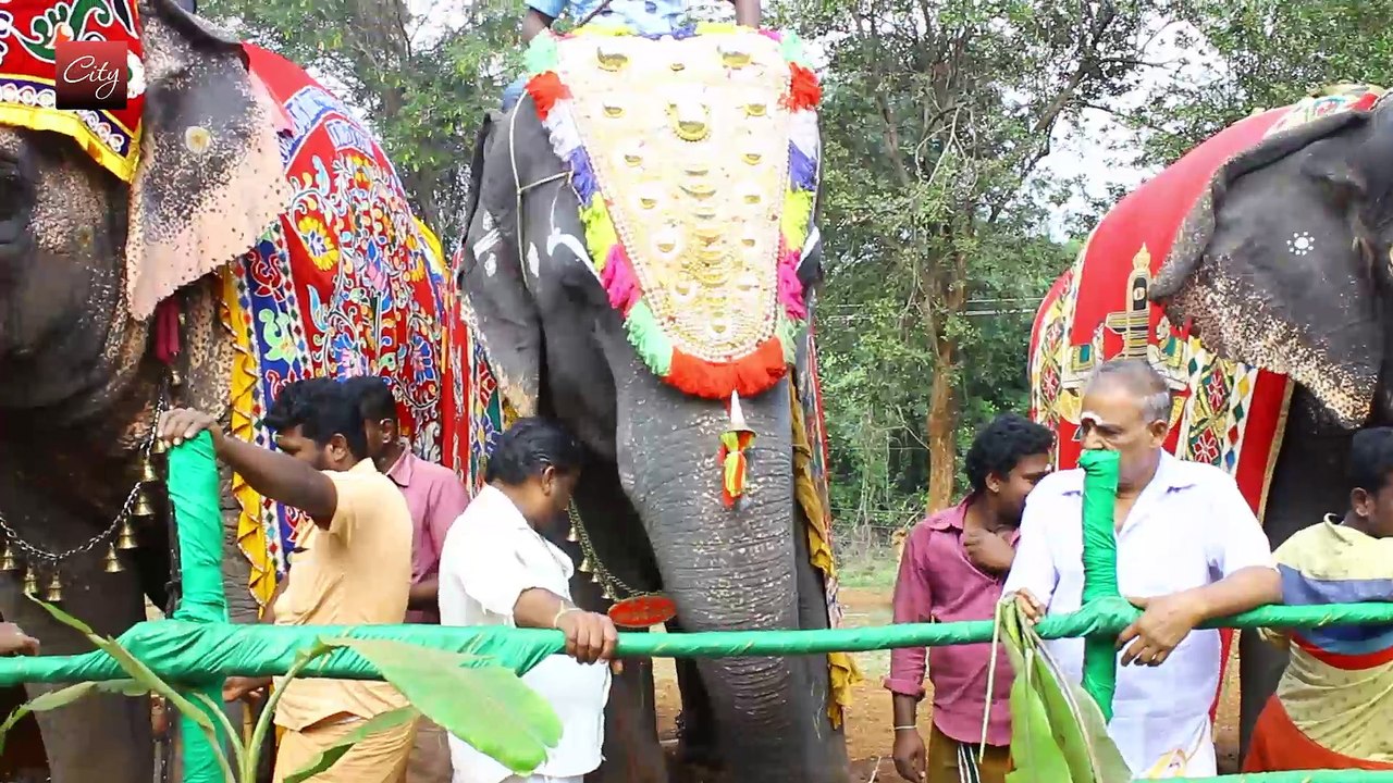 Elephants Special Welfare Camp - Thekkampatti, Coimbatore | SimpliCity