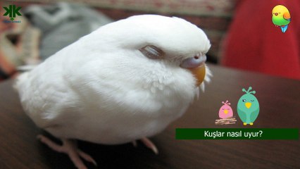 Kuşlar nasıl uyur? (Çocuk Belgeseli)