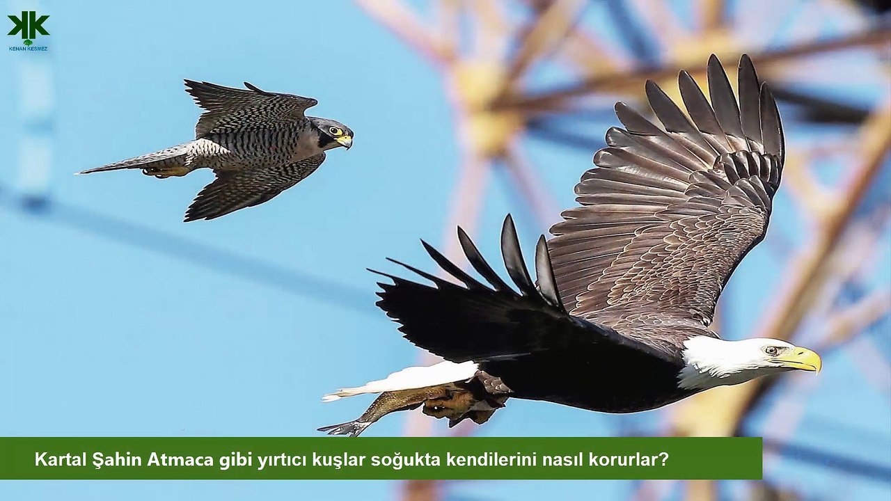 Kartal Şahin Atmaca gibi yırtıcı kuşlar soğukta kendilerini nasıl korurlar? (Çocuk Belgeseli)