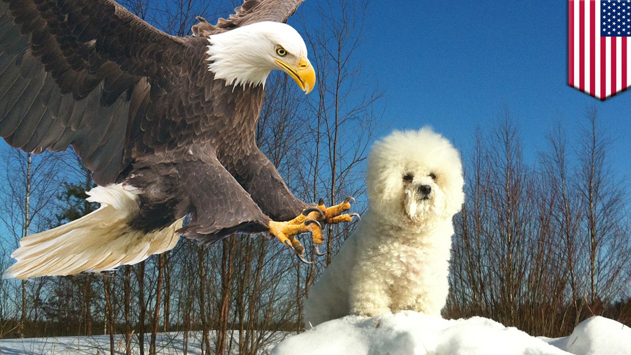 Dog survives being snatched by hungry eagle