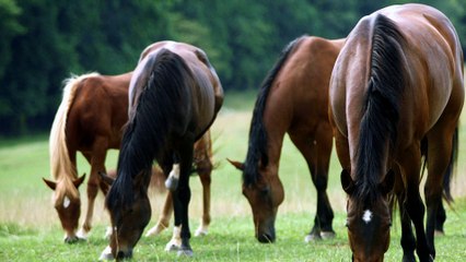A collection of the beautiful horses in the world.