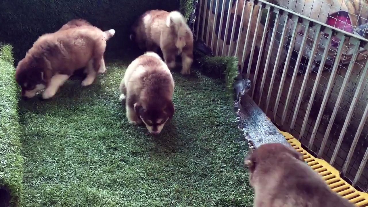 alaska dog
